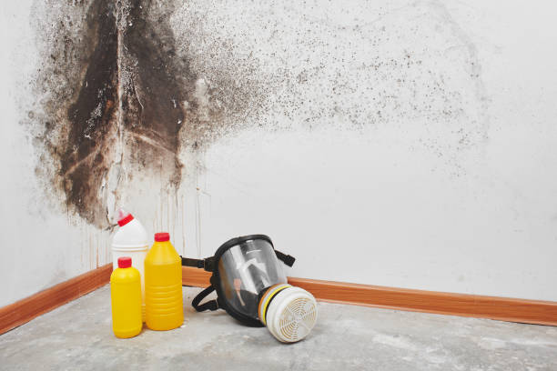 Best Attic Mold Removal  in Dewey, OK