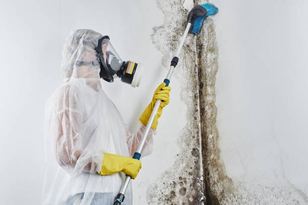 Best Local Mold Removal Service  in Dewey, OK