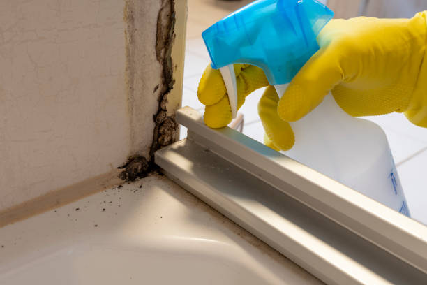 Professional Mold Removal in Dewey, OK