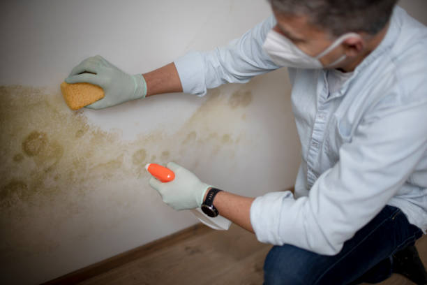 Best Fast Mold Removal  in Dewey, OK