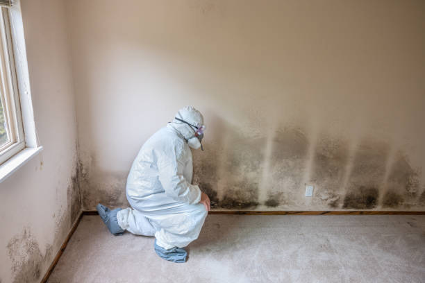 Best Black Mold Removal  in Dewey, OK