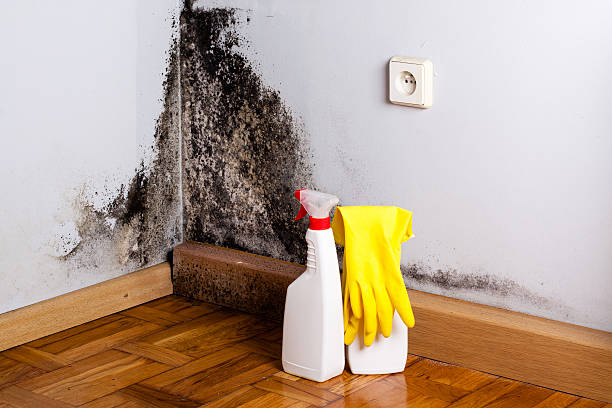 Best Same-Day Mold Removal  in Dewey, OK