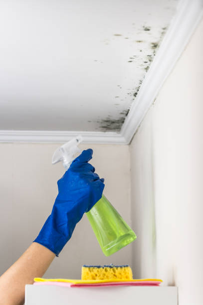 Office Mold Removal Services in Dewey, OK