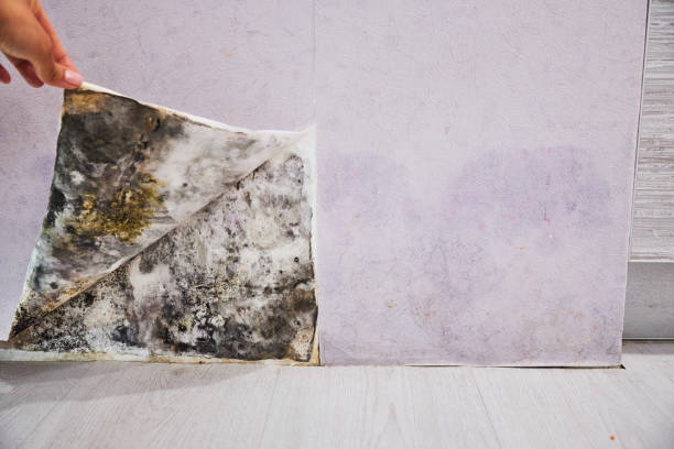 Best Mold Cleaning Services  in Dewey, OK